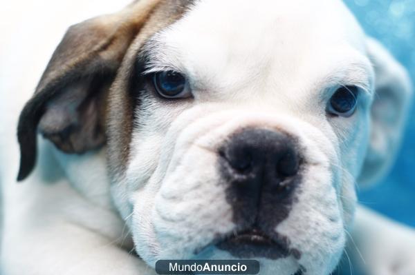 Nuevas Camadas de Bulldog Inglés, Tienda especializada en el Centro de Barcelona - AQUANATURA