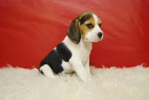 adorables cachorritos de beagle, con pedegree