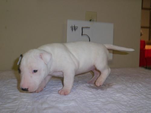 Beautiful, sonido cachorros bull terrier saludables disponibles.