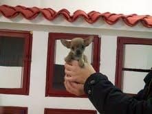 CACHORRITOS DE CHIHUAHUA MINI , 650 EUROS