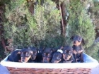 Cachorros Pinscher Mini 290 euros - mejor precio | unprecio.es