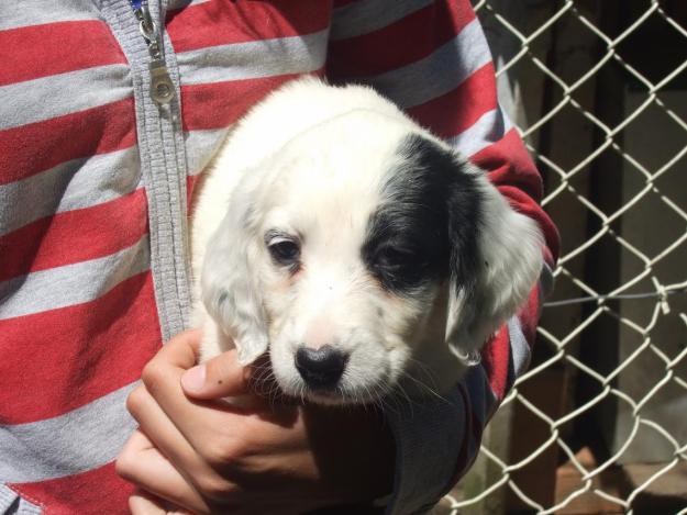 Cachorros setter ingles tricolor