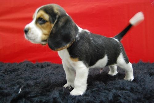 Camada de Beagle machos y hembras con pedigree