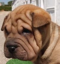 economicos shar-pei, cachorros de dos meses