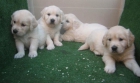 Goldens preciosos cachorros con pedigri - mejor precio | unprecio.es