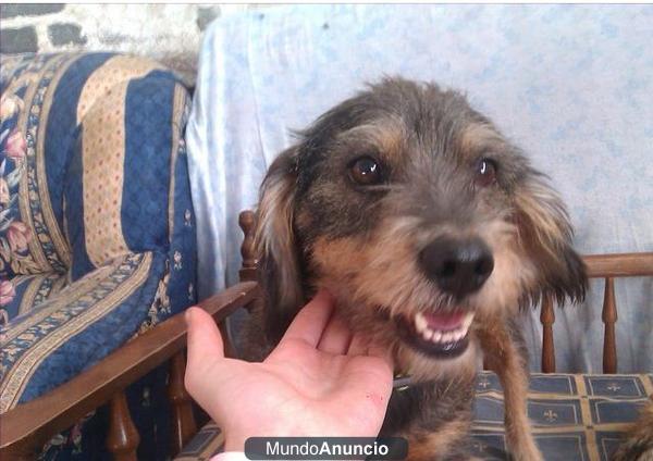 LOLO buenisimo perrito x de teckel busca familia!