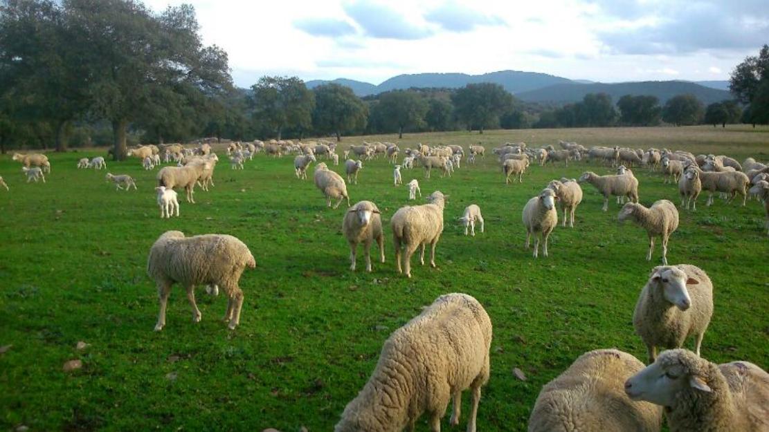 ovejas merinas cruzadas en flecha !!