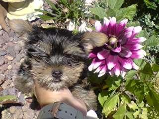 pequeños cachorros de YORKSHIRE TERRIER con PEDIGREE 450