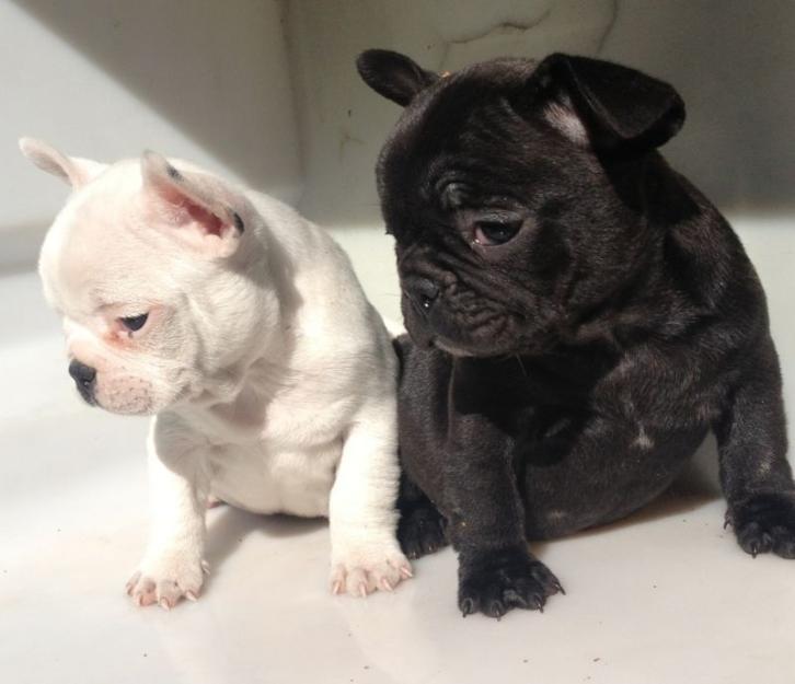 Preciosas cachorritas de bulldog frances