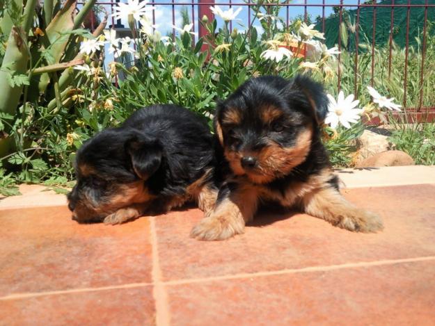 Preciosos Cachorros de Yorkshire Terrier, Nacionales