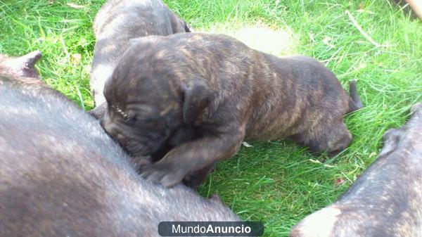 se venden cachorros de presa canario