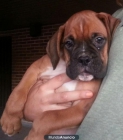 VENDO 2 CACHORRAS BOXER 180€ - mejor precio | unprecio.es