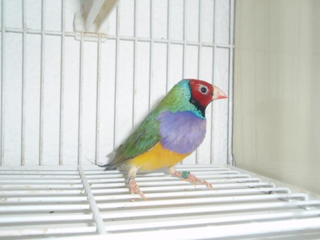 VENDO macho diamante de gould