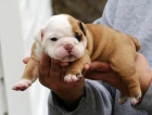 WOW WOW BULLDOG INGLES CACHORROS - mejor precio | unprecio.es