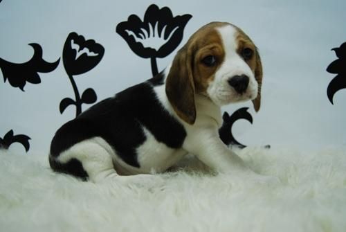 camada de beagle, cachorros con dos meses