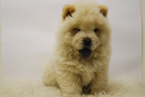 Chow Chow www.animalflower.es