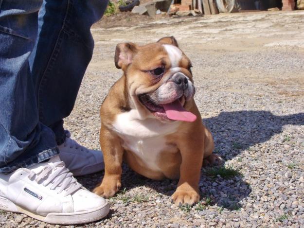 EN VENTA HEMBRA DE BULLDOG INGLES