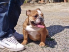 EN VENTA HEMBRA DE BULLDOG INGLES - mejor precio | unprecio.es