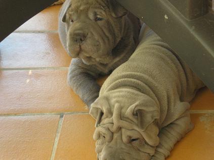 Excelente camada de Shar-peis Mallorca