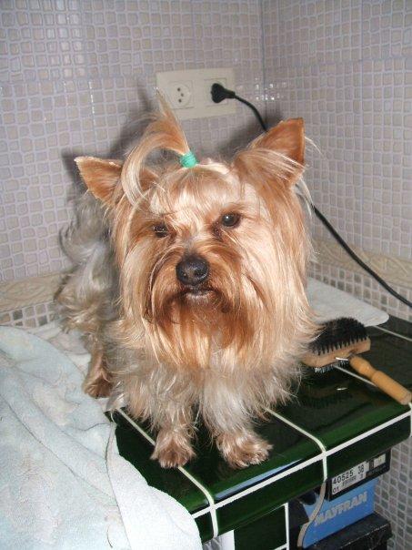 Excelente cochorro yorkshire terrier