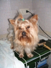 Excelente cochorro yorkshire terrier - mejor precio | unprecio.es