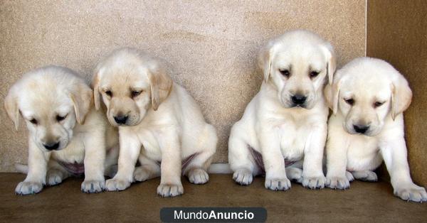 LABRADORES MUY BONITOS