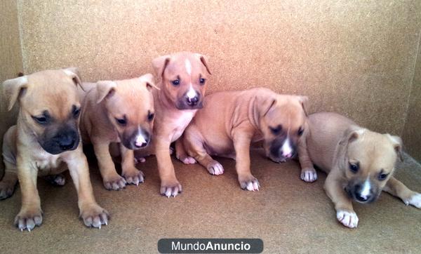 PITBULL DE PURA RAZA 190 EUROS