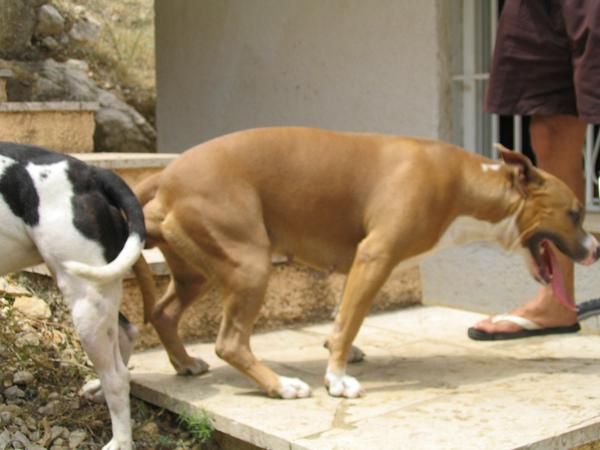 se vende cachorros de american stanford