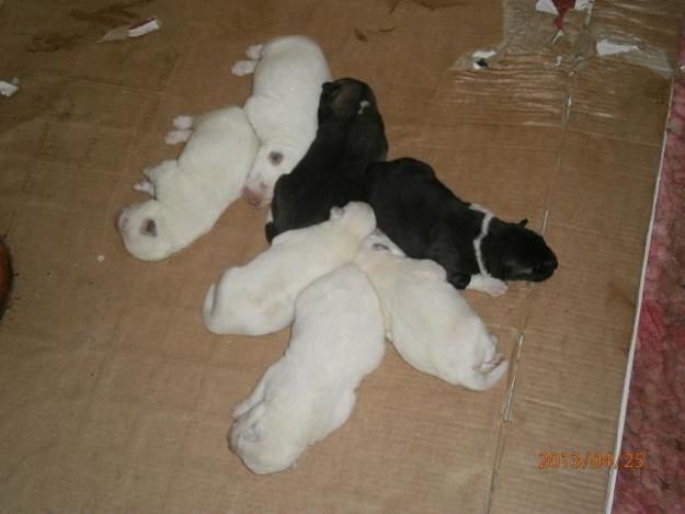 Vendo cachorros akita americano