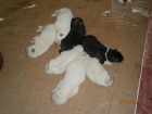 Vendo cachorros akita americano - mejor precio | unprecio.es