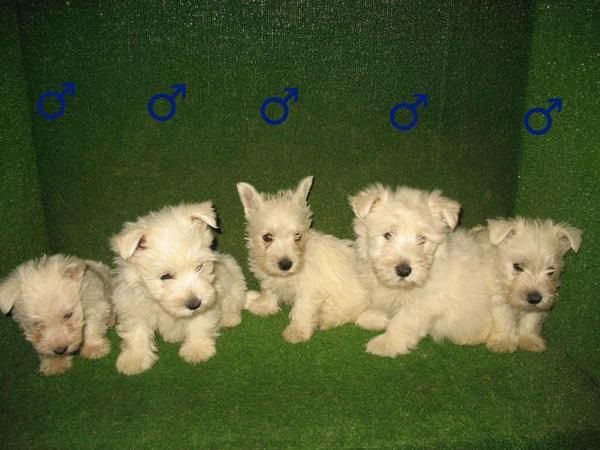 WESTIES 340  , PRECIOSOS.