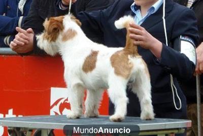 Jack Russell Terrier. Próxima camada Costa Artabra