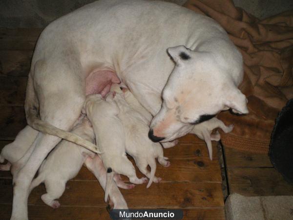 ¡¡OCASION!!camada dogo argentino