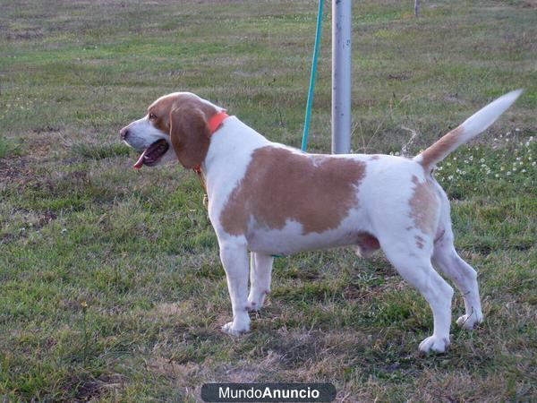 beagle para montas