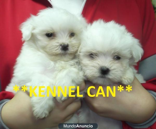 Bellisimos cachorros de Bichon Maltes