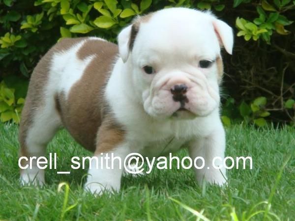 bulldog inglés excepcional y del gorgeouse para re-autoguiado hacia el blanco