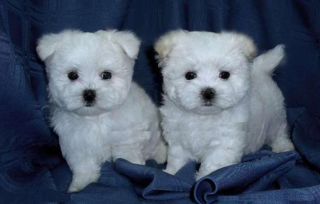 cachorros maltés para un nuevo hogar