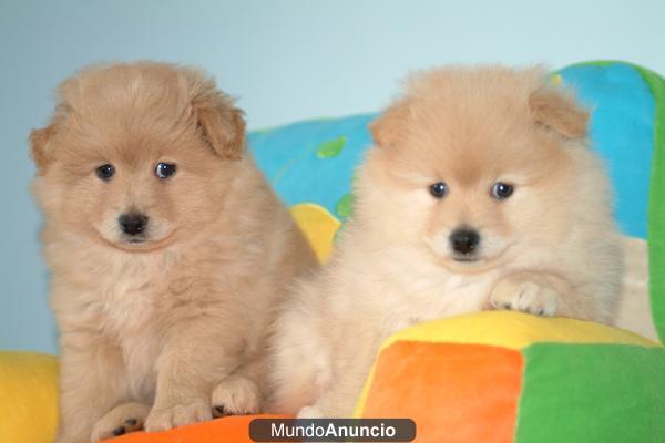 Cachorros Pomerania