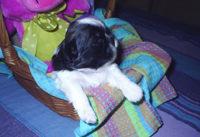 Cambio cachorro shih tzu