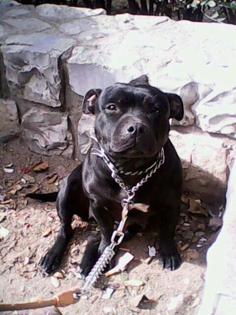 excelente camada staffordshire bull terrier