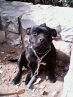 excelente camada staffordshire bull terrier - mejor precio | unprecio.es