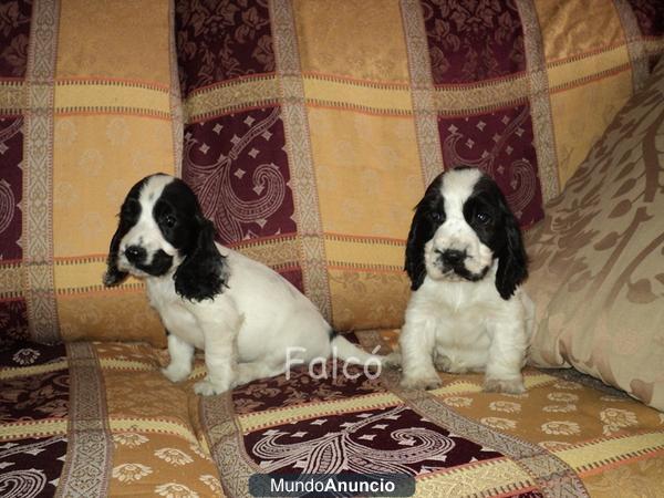 Excelentes cachorros... COCKER SPANIEL