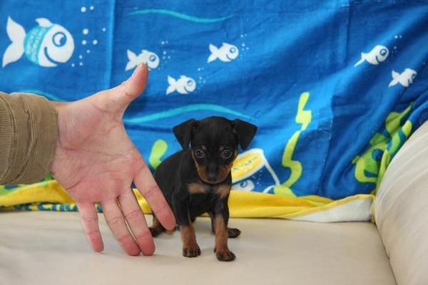 Pinscher mini Malaga