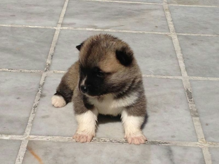 Preciosa camada Akita inu