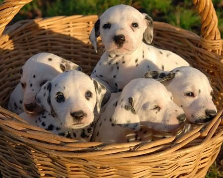 preciosos cachorritos de DALMATA CON PEDIGREE 350 EUROS