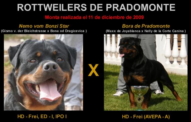 VENDO CACHORROS DE ROTTWEILER