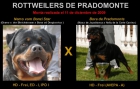 VENDO CACHORROS DE ROTTWEILER - mejor precio | unprecio.es