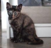 ---  AMBAR, gatita ---  ADOPTALA