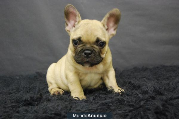 Bulldog frances negros, cachorros de criadero, primera calidad, muy compensados, vean las fotos