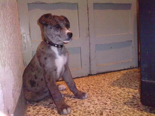 cachorra Dogo Aleman ( Gran Danes ) Cruce 50